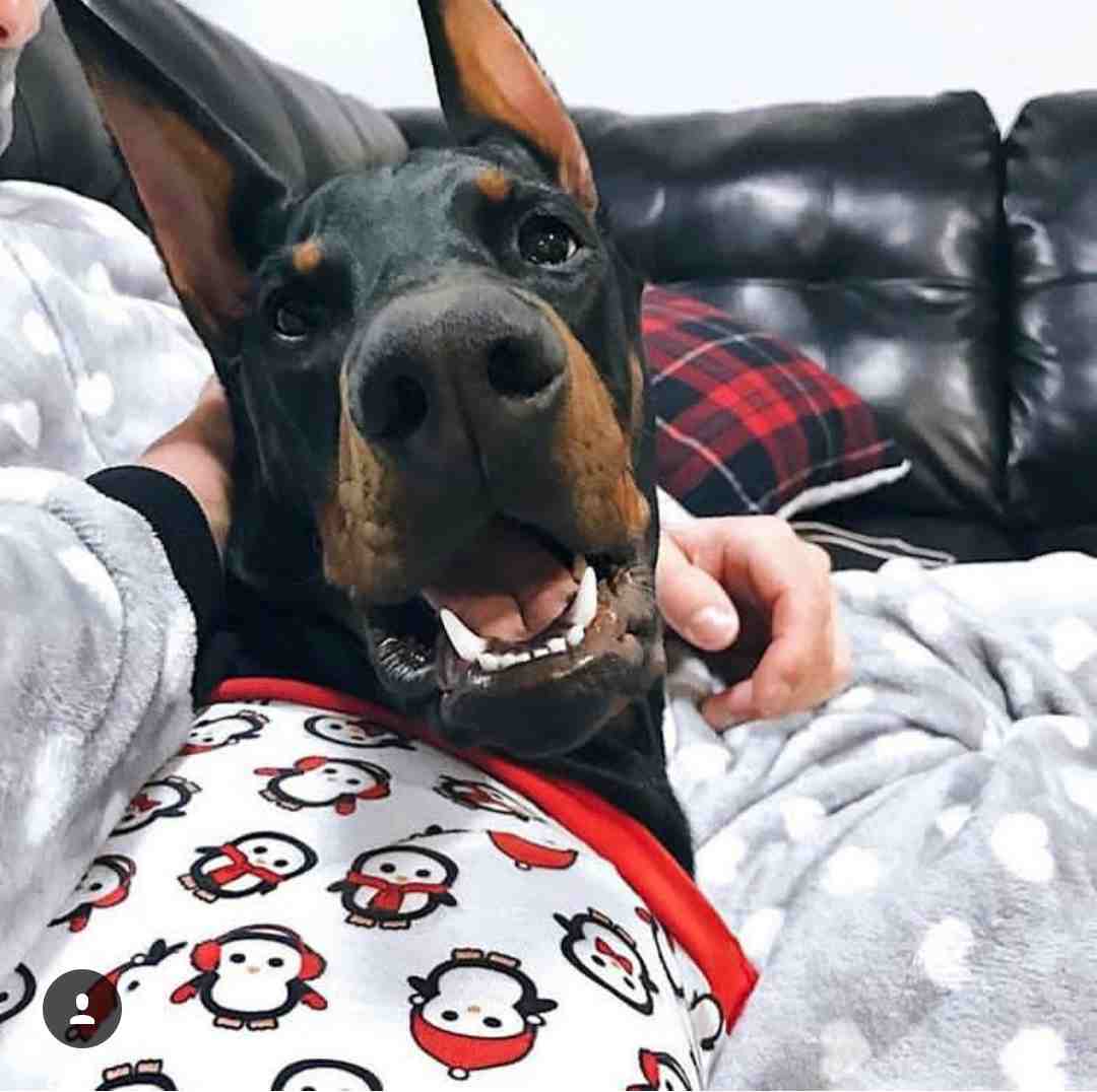 ¿Sabías que los perros detectan tu tristeza y buscan consolarte?