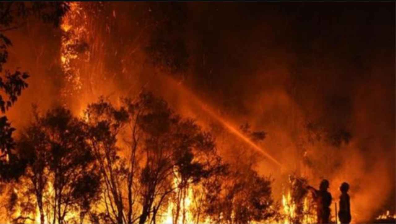 Impactante: 800 millones de animales muertos en incendios de Australia