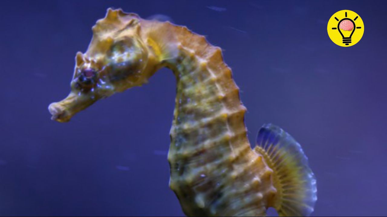 Caballito de mar: el único pez con cabeza en 90° que cría el macho