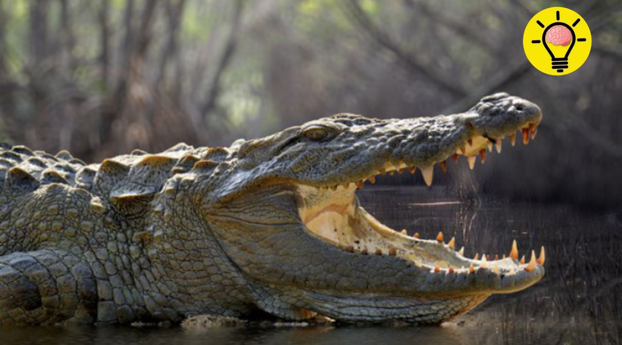 Cocodrilos y caimanes: el sorprendente secreto de su lengua