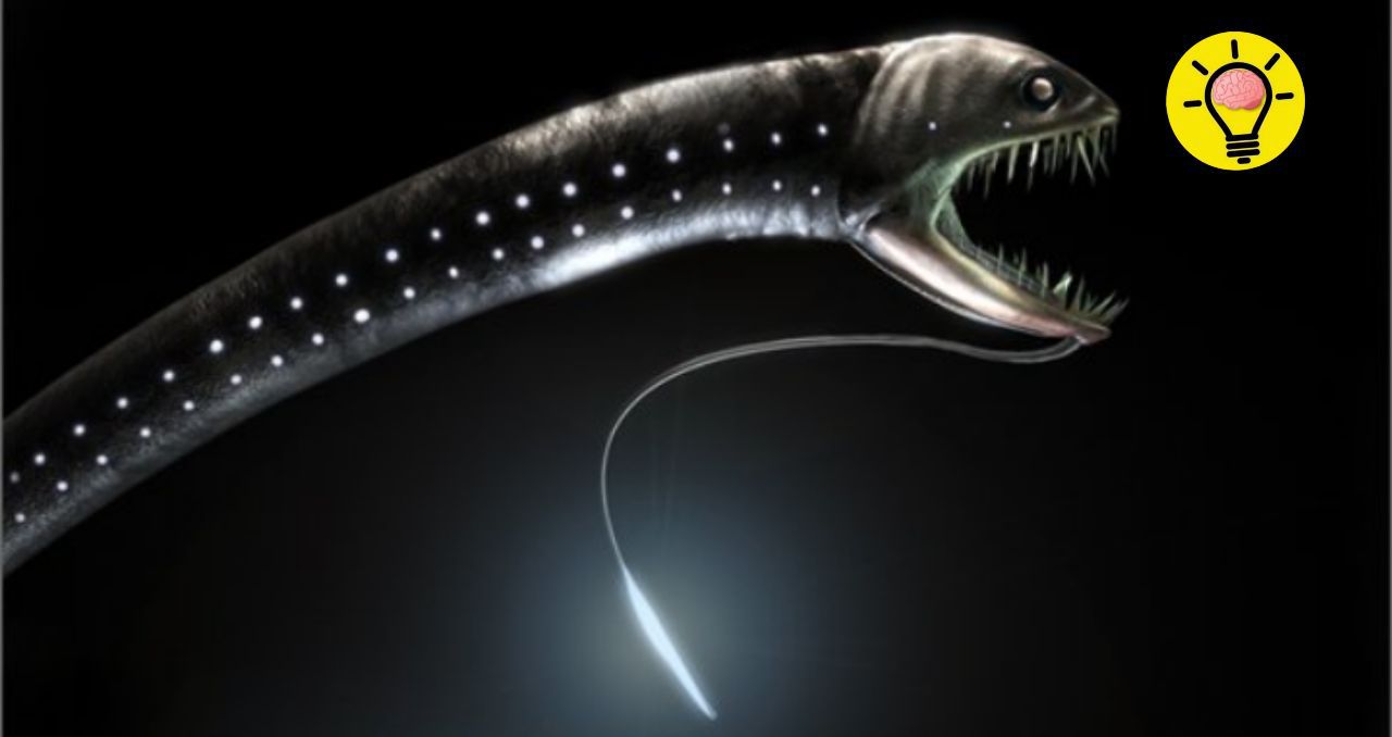 🐉 El Pez Dragón Abisal: Un Depredador de las Profundidades con Dientes Imposibles
