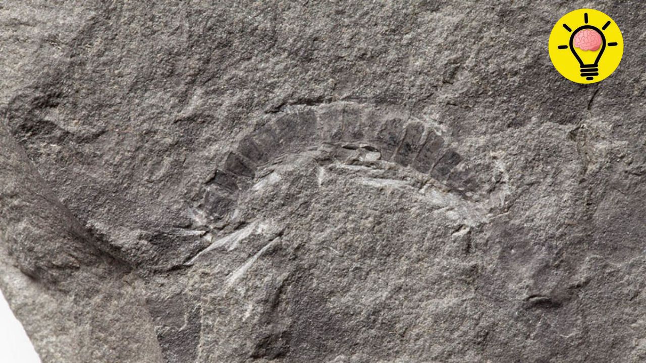🐛 El fósil de insecto más antiguo revoluciona la teoría evolutiva