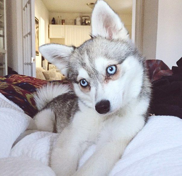 🐩 ¿De qué color reflejan los ojos de los perros? No solo rojo y verde