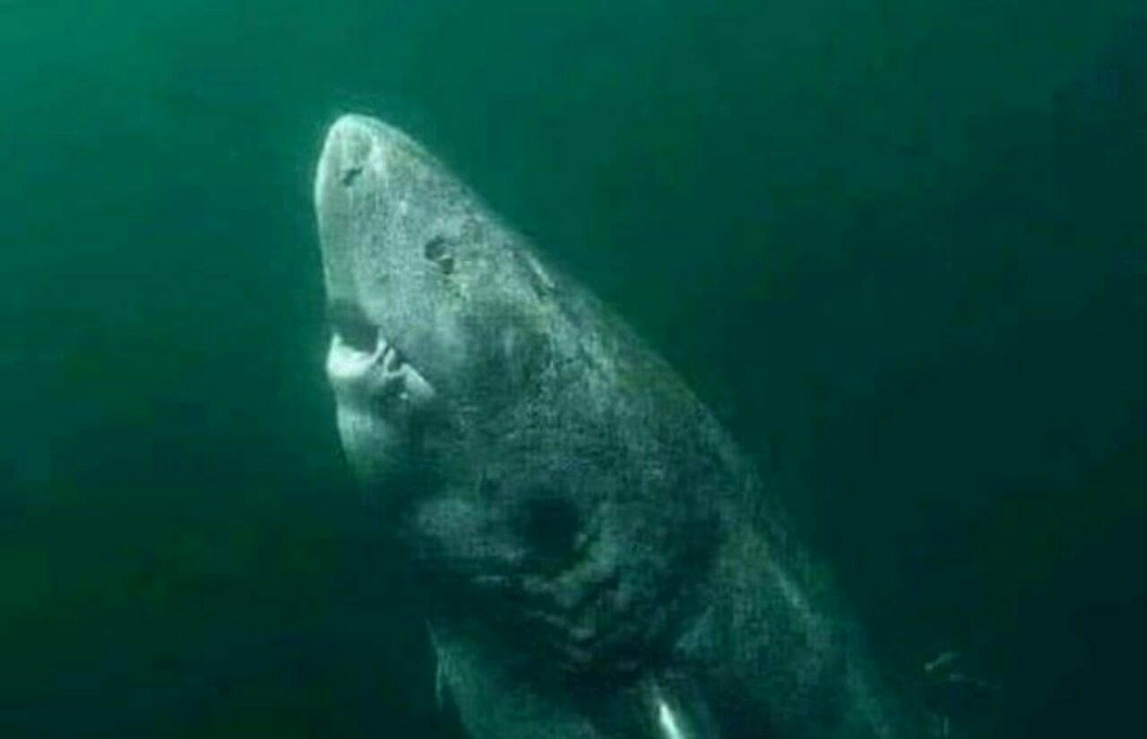 Descubren el tiburón más viejo del mundo: 392 años y aún nadando en el Ártico