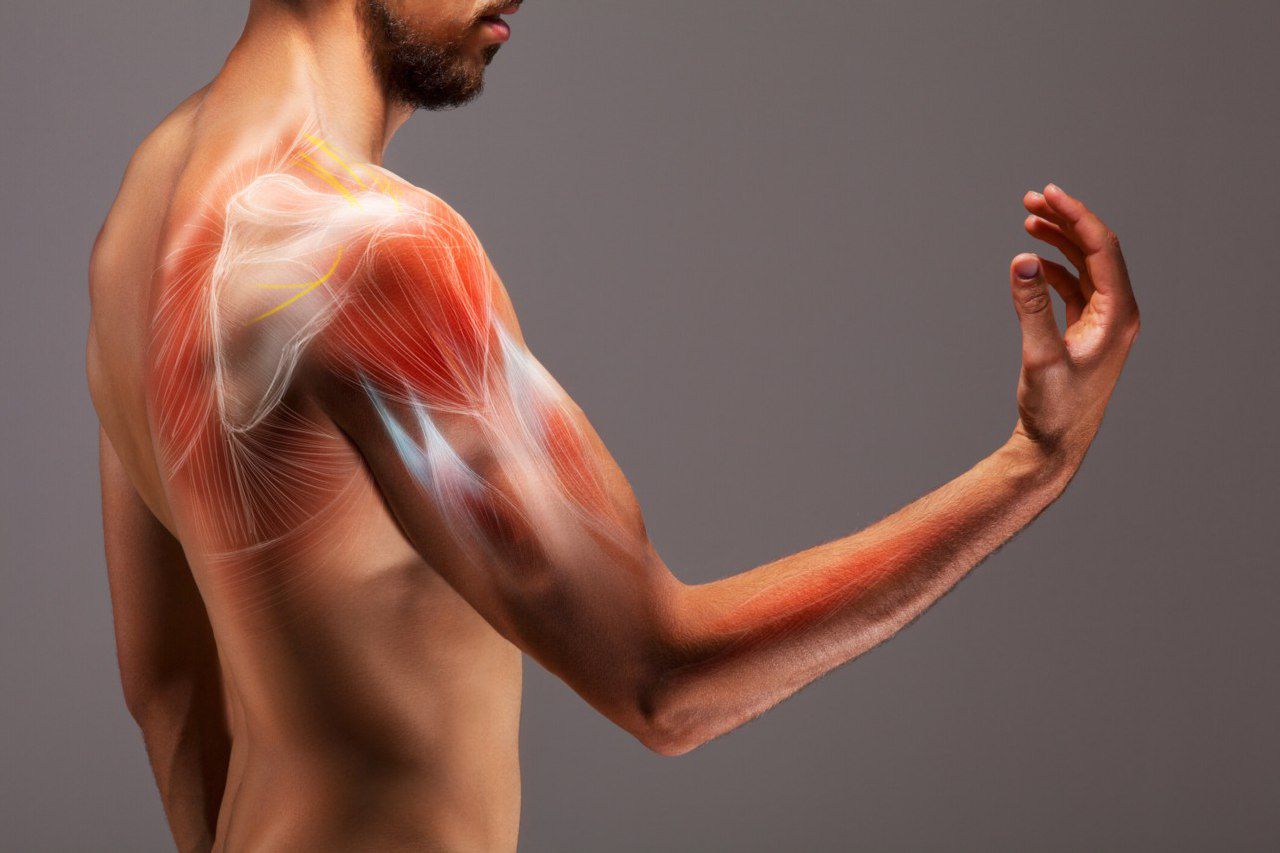 🧑‍🔬 ¿Estamos evolucionando? Una nueva arteria en el brazo es más común en humanos modernos 😱💪