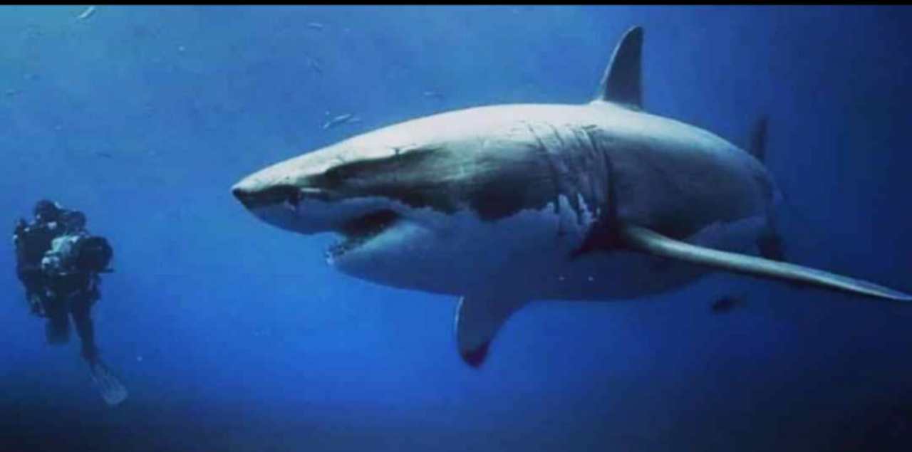 El animal más letal del planeta: supera al tiburón blanco en muertes anuales