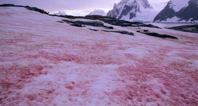 ❄️ Nieve Roja: El Fenómeno de las Algas que Tiñen de Rosa los Glaciares