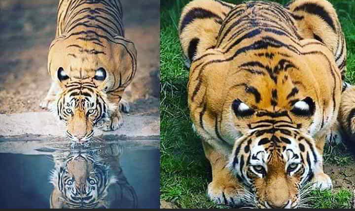🐯 ¿Sabías que los tigres tienen ojos falsos en las orejas?