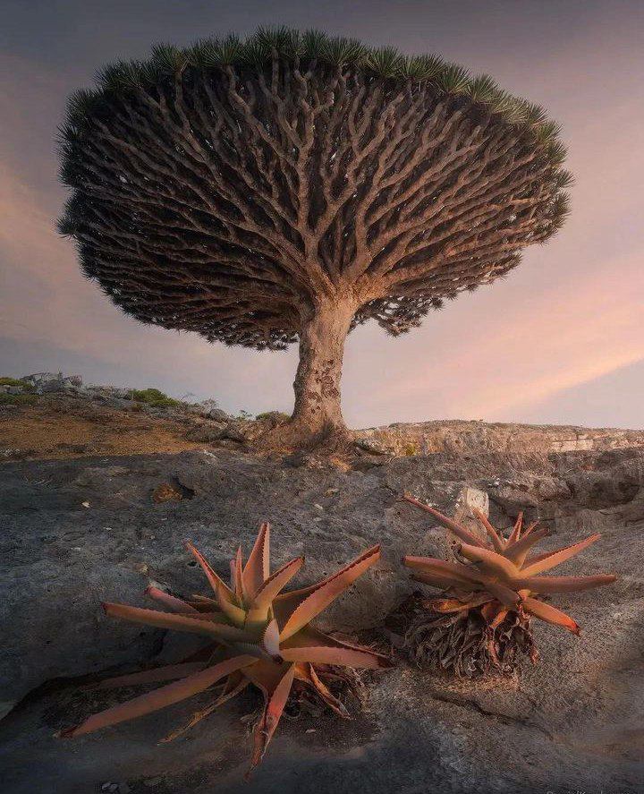 🌳 El Árbol de Sangre de Dragón: Misterio y Extinción en Socotra