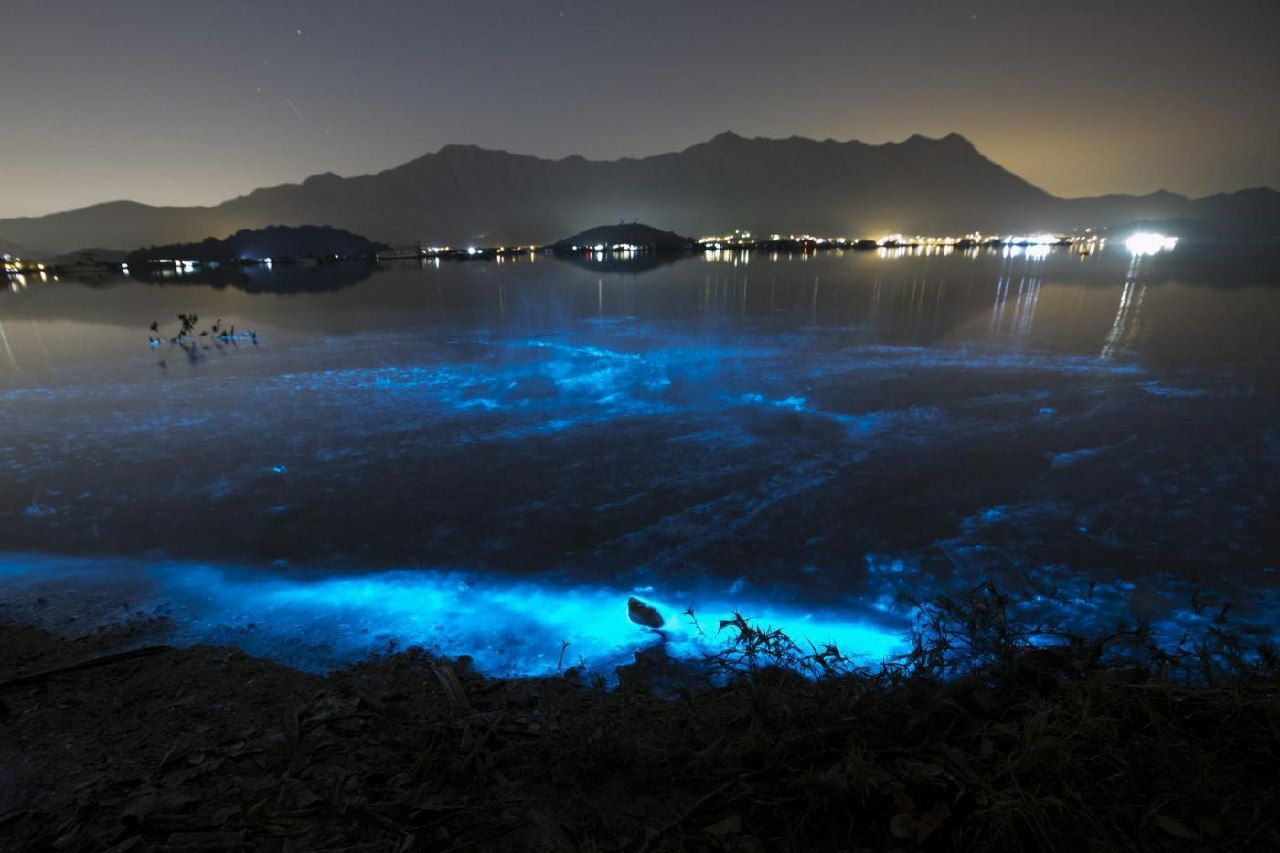 🌌 Biopluvisniscencia: El asombroso resplandor azul del fitoplancton en las noches oscuras