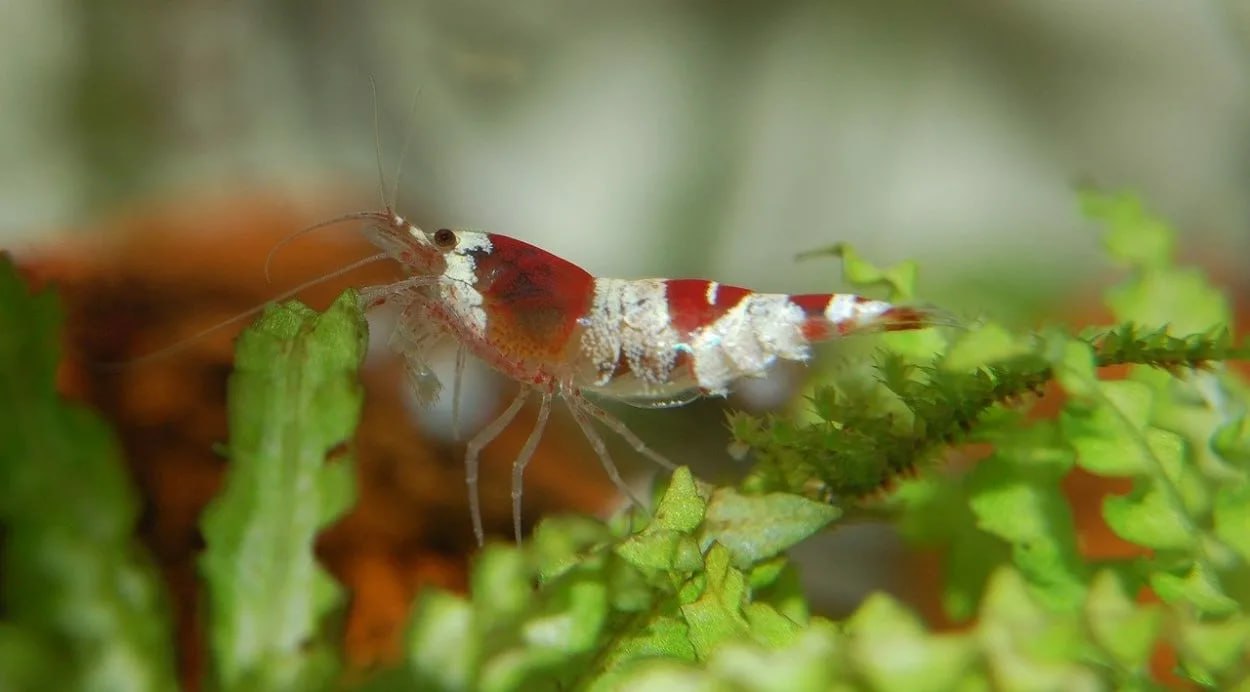 🦐 El camarón: el ser vivo más ruidoso del océano que desconcierta a los científicos