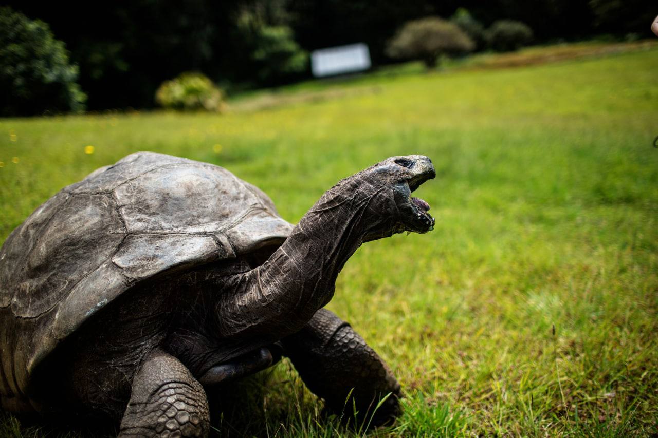 Jonathan, la tortuga gigante de Aldabra: el animal terrestre más longevo del mundo
