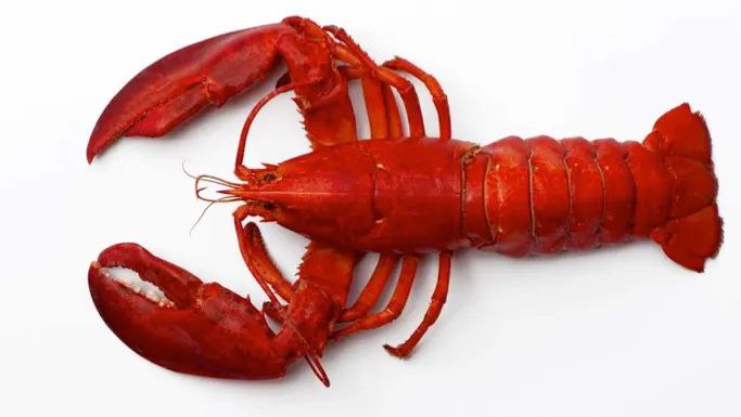 ¿Por qué las langostas se cocinan vivas? La razón científica detrás de esta práctica