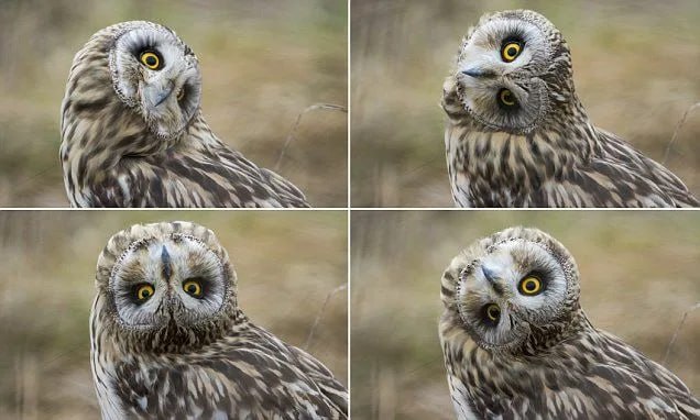 ¿Sabías que los ojos de los búhos no son esféricos? Así pueden girar la cabeza 270 grados