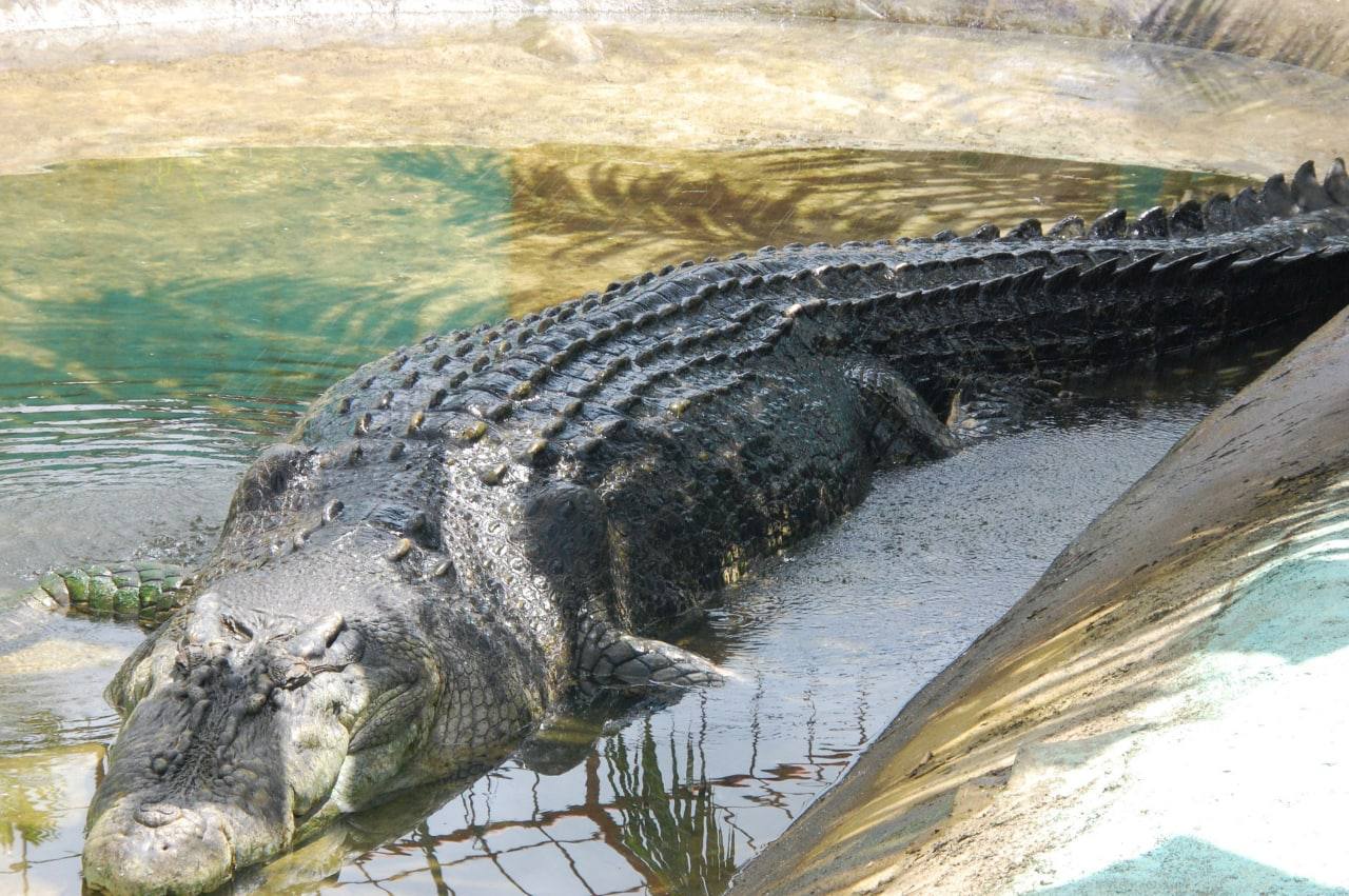 Lolong: el cocodrilo más grande en cautiverio que asombró al mundo
