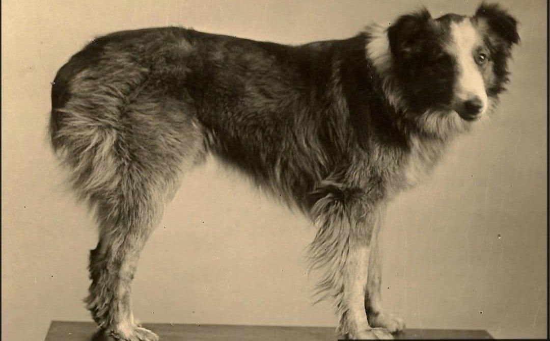 Bobbie el Perro Maravilla: El épico viaje de 2,551 millas de un collie de Oregon a casa