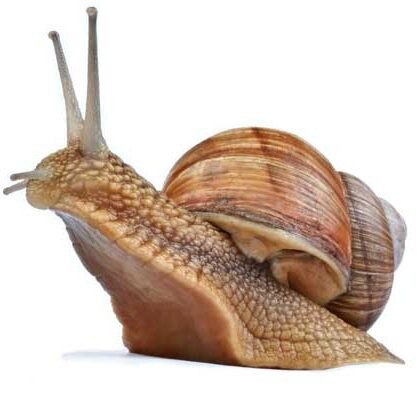 🐌 ¿Sabías que los caracoles respiran por el pie?