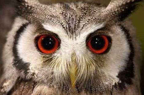 El color de ojos de los búhos revela si son nocturnos, diurnos o crepusculares