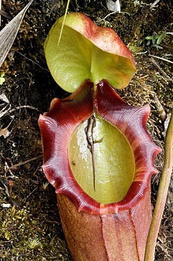 Nepenthes Rajah: La Planta Carnívora Gigante que Devora Ratas