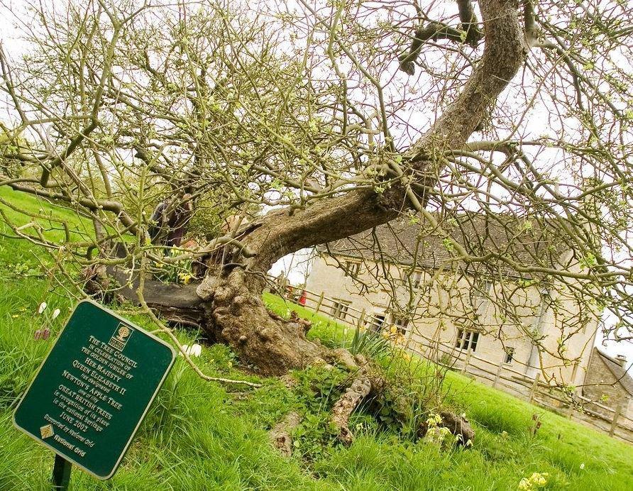 El manzano de Newton aún vive 350 años después de inspirar la ley de la gravedad