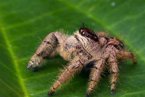 Descubren en Australia una 'araña saltarina' que caza como un gato y salta 2 metros