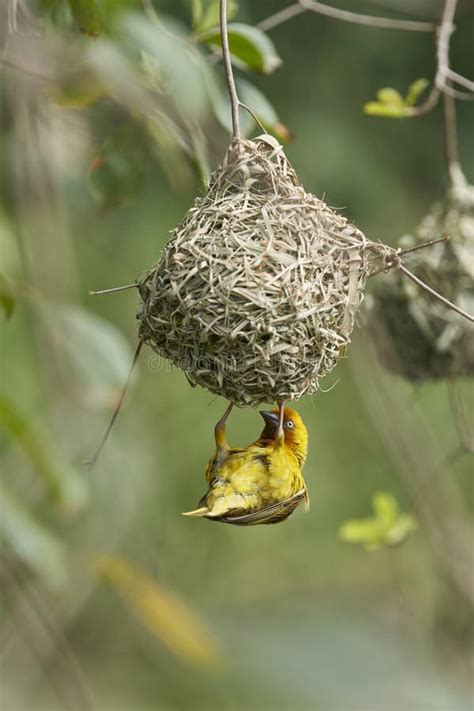 El nido de pájaros más grande del mundo, en Sudáfrica: un hogar de una tonelada para 500 aves
