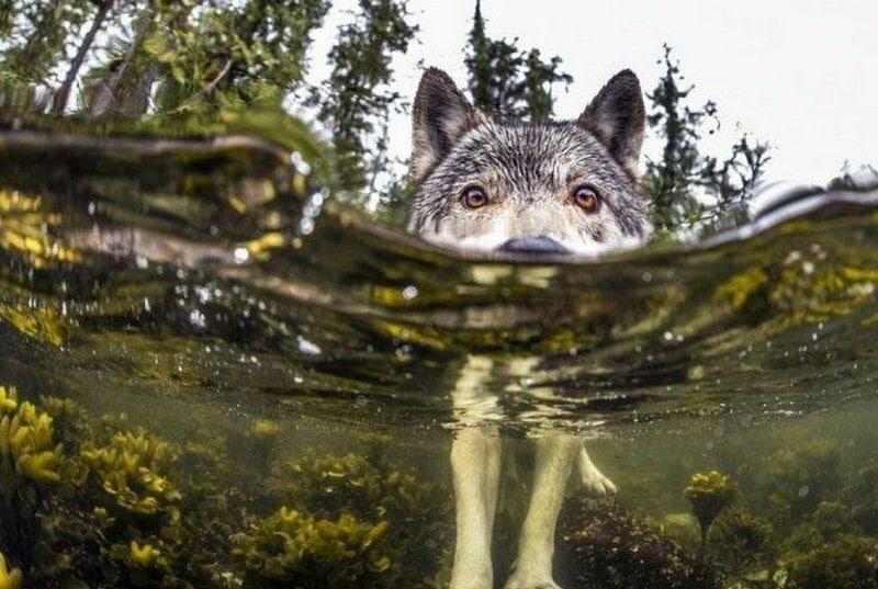 Lobos Marinos de Columbia Británica: Los Únicos Cazadores del Océano