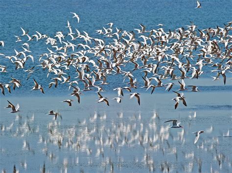 El sorprendente récord del charrán ártico: el viaje más largo del mundo animal