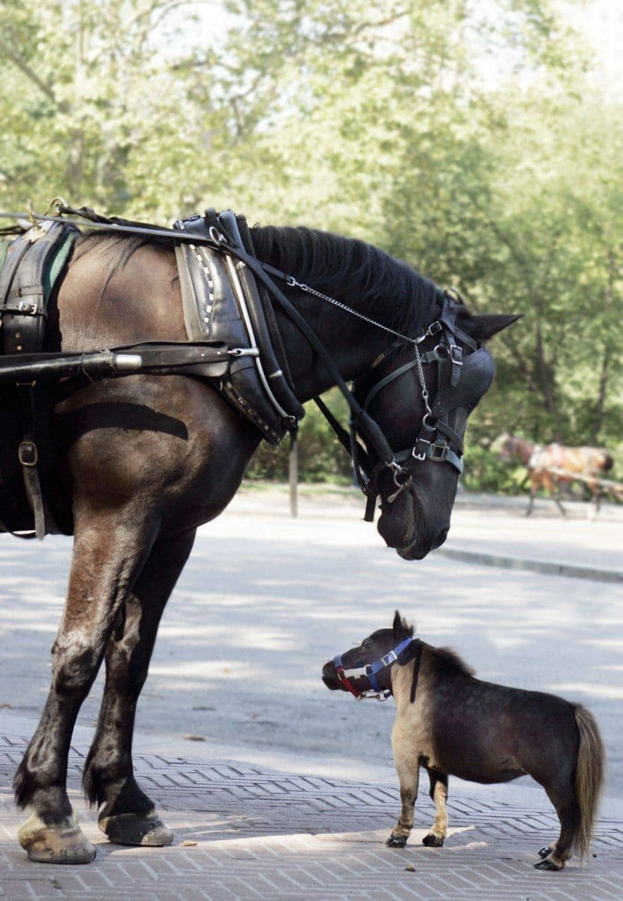 Conoce a Tambelina, el caballo más pequeño del mundo que mide solo 44,5 cm