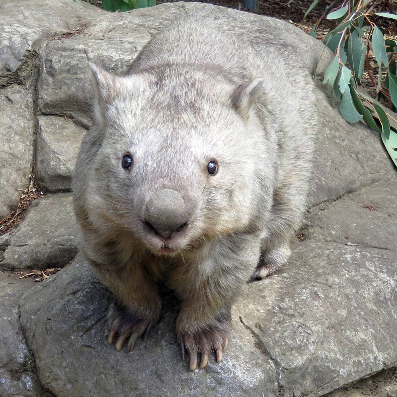 ¿Por qué los wombats hacen caca cúbica? La sorprendente razón científica