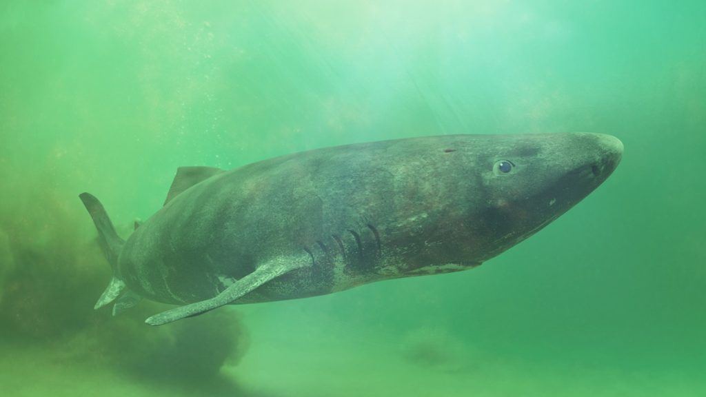 El secreto de los tiburones más longevos: madurez sexual a los 150 años
