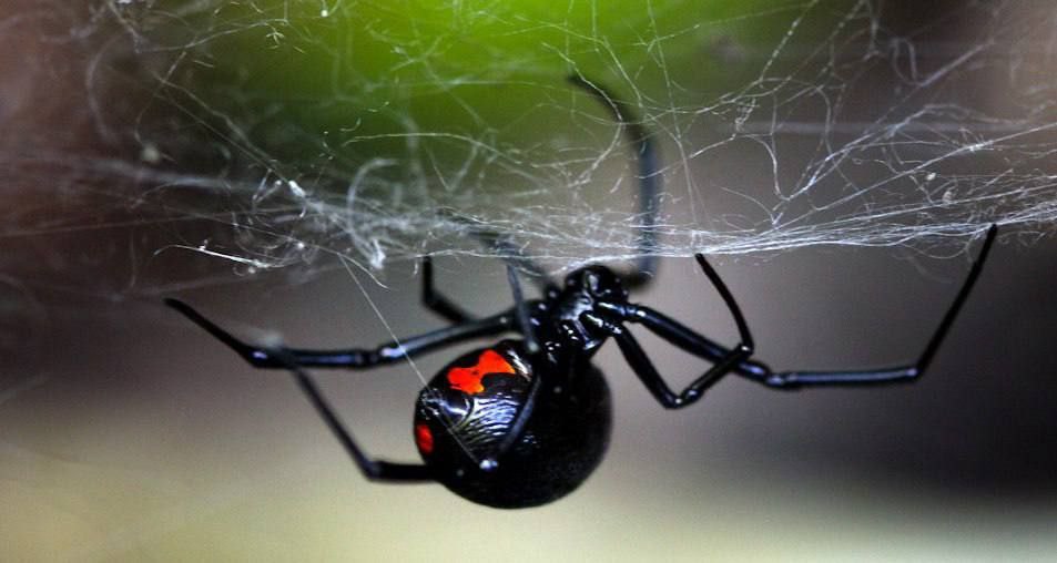 Telarañas de viuda negra: ¿Suficientes para atrapar ratones?