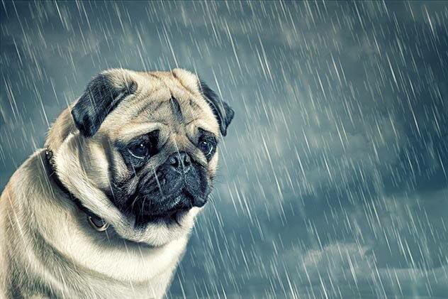 ¿Sabías que el ruido de la lluvia es malo para los oídos de los perros?