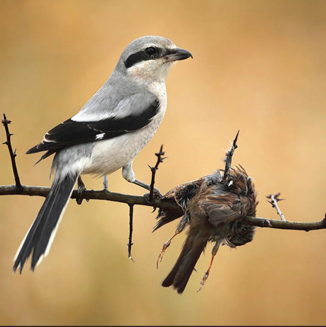 El Alcaudón: El Pájaro Carnicero que Empala a Sus Presas