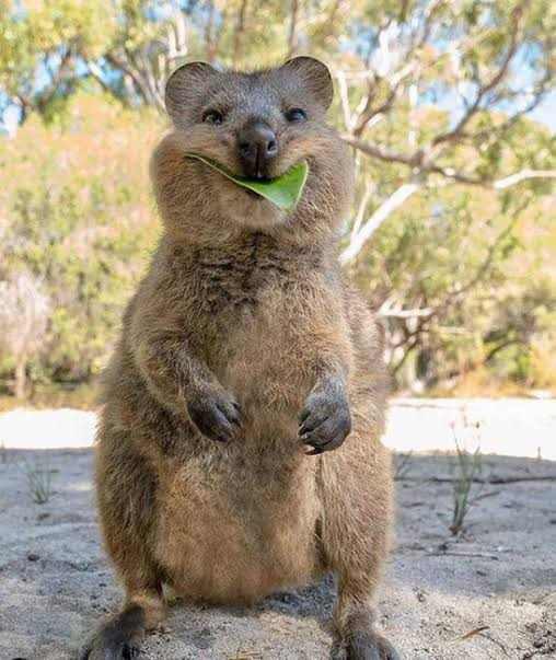 El Quokka: el animal más feliz del mundo que sacrifica a sus crías para escapar