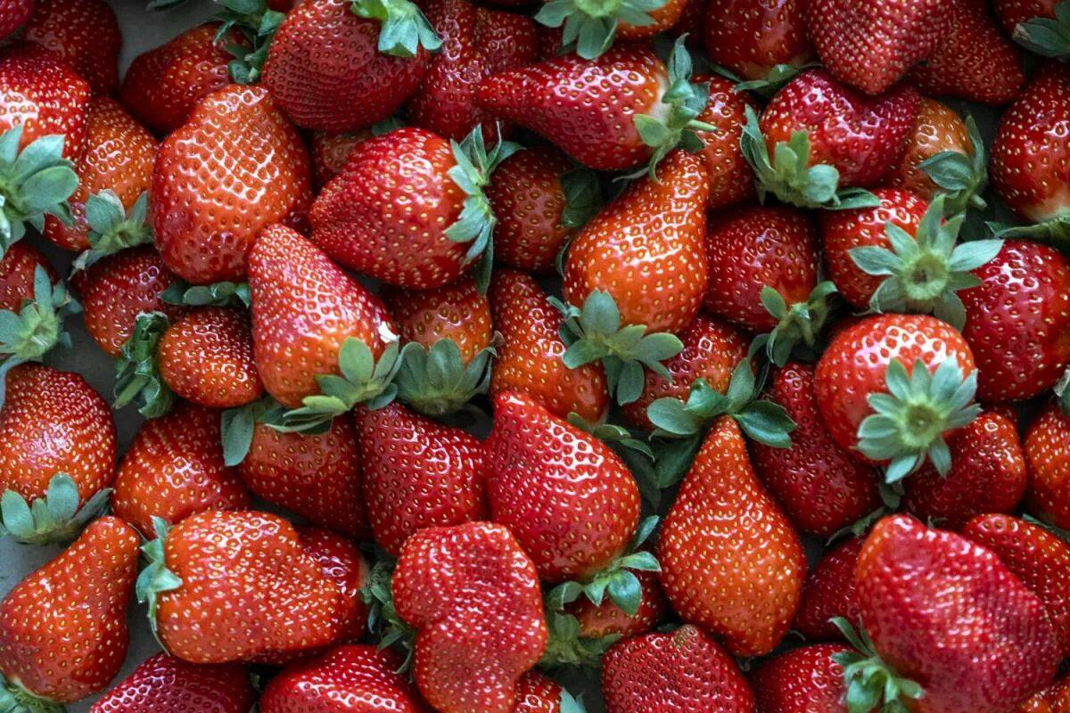 Alerta: las fresas pueden ser mortales para alérgicos al polen de abedul