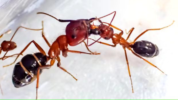 Inmunización social en hormigas: cómo lamer hongos fortalece la colonia