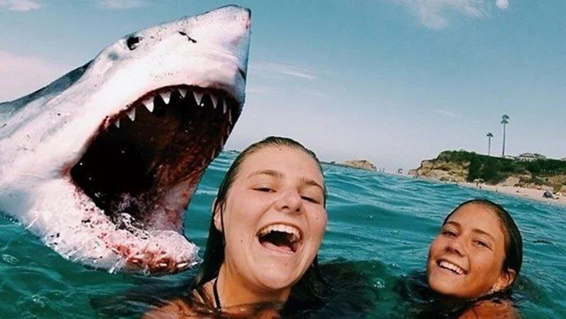 🦈 Tiburones vs Humanos: 12 muertes al año vs 11,417 tiburones por hora