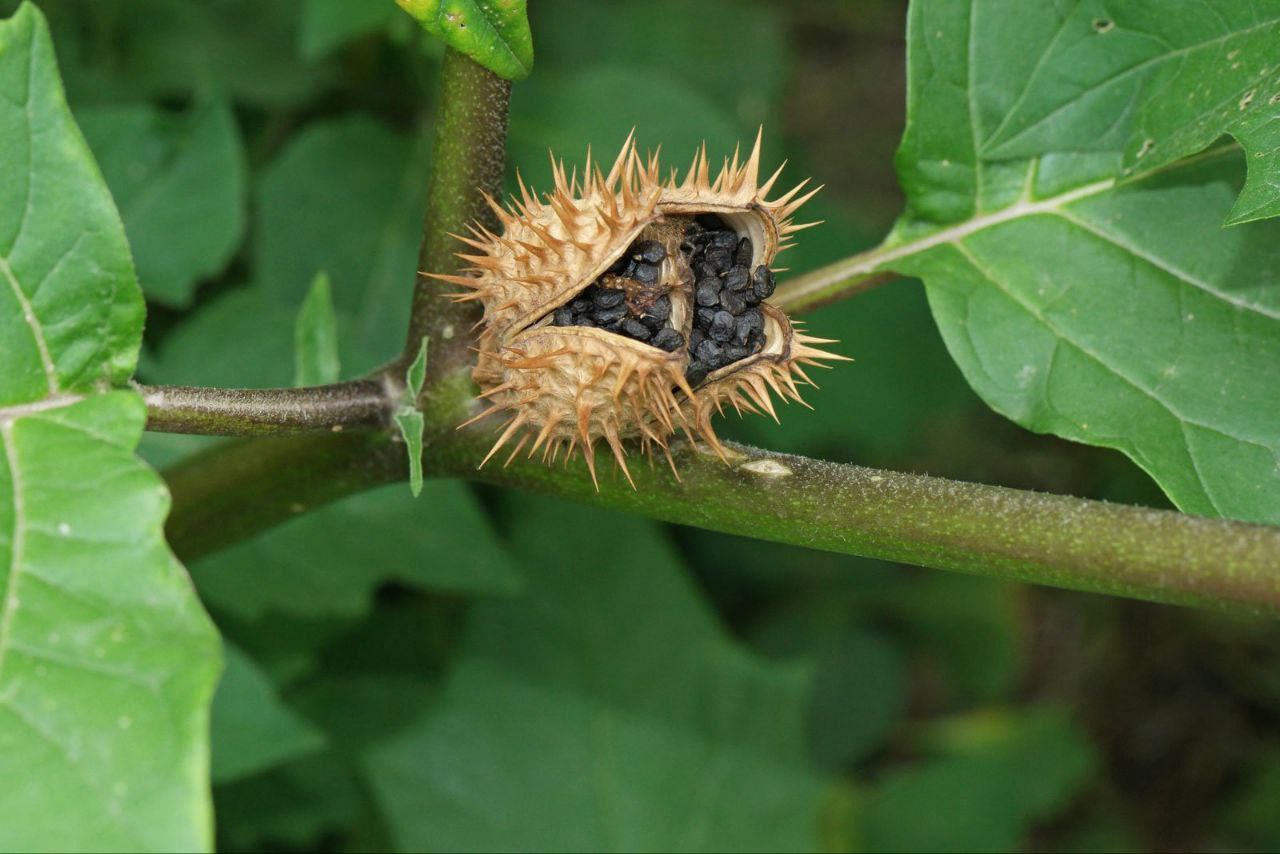 La Flor de la Risa: la semilla que provoca risa incontrolable durante 30 minutos