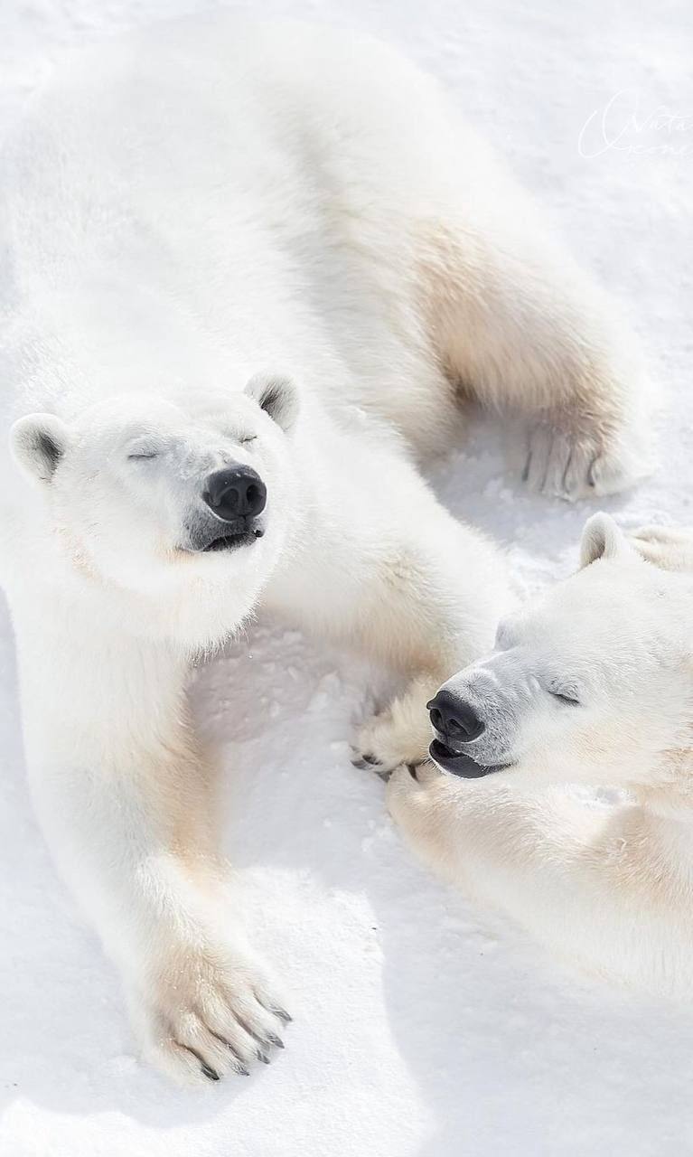 Osos polares: los animales más obsesionados con la limpieza