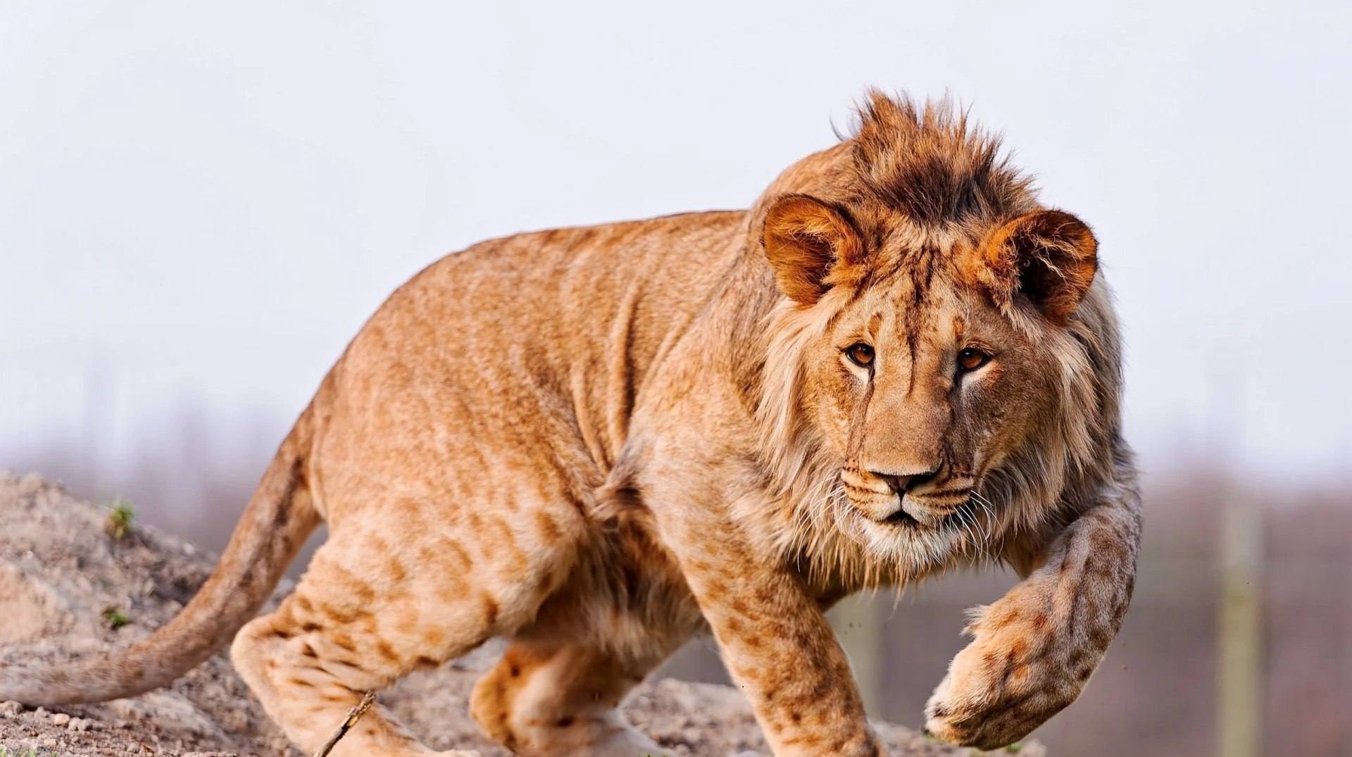 Leopón: el fascinante híbrido entre leopardo y leona