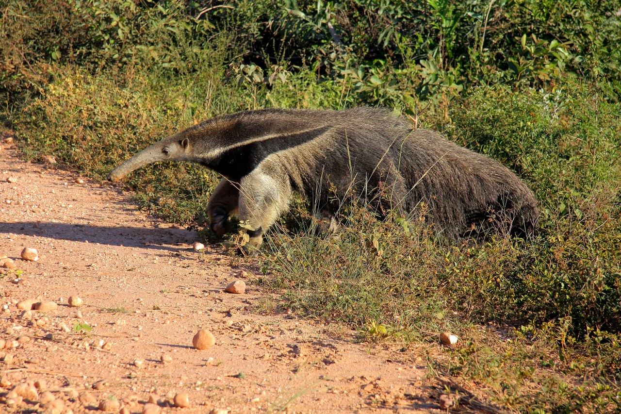 Garras de oso hormiguero africano: armas y herramientas de supervivencia