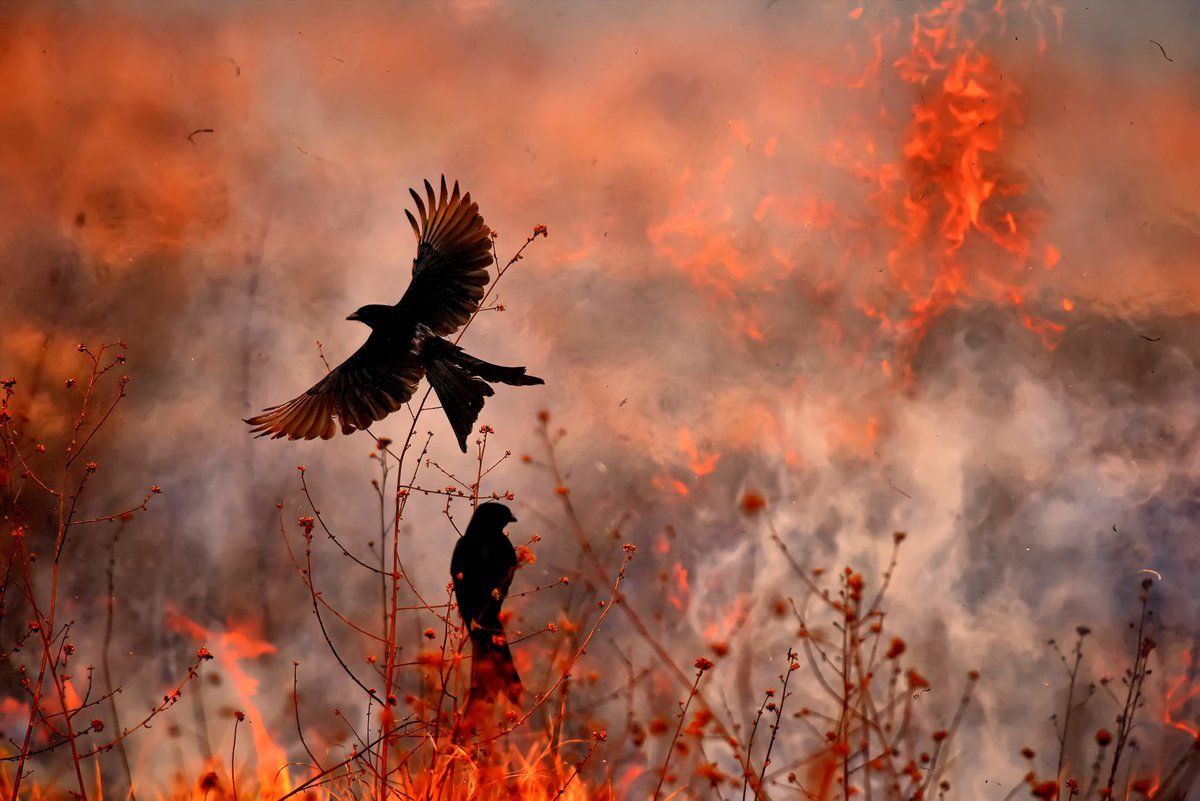 El halcón pirómano: el ave australiana que propaga incendios intencionadamente