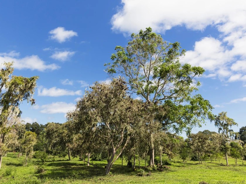 El árbol manzanillo de la muerte: el más venenoso del mundo