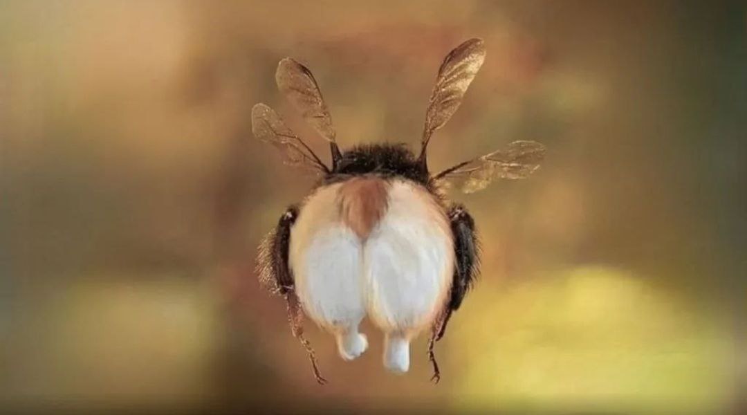 El secreto de la abeja: cómo desafía las leyes de la aerodinámica y vuela a pesar de todo