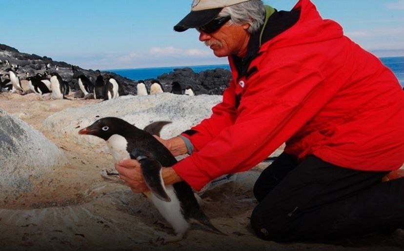 La profesión más extraña del mundo: aleteador de pingüinos en la Antártida