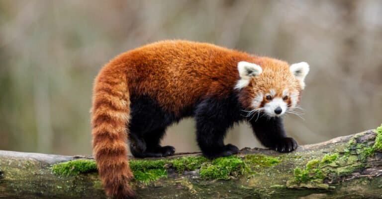 El panda rojo: un 'comedor de bambú' que no es un panda