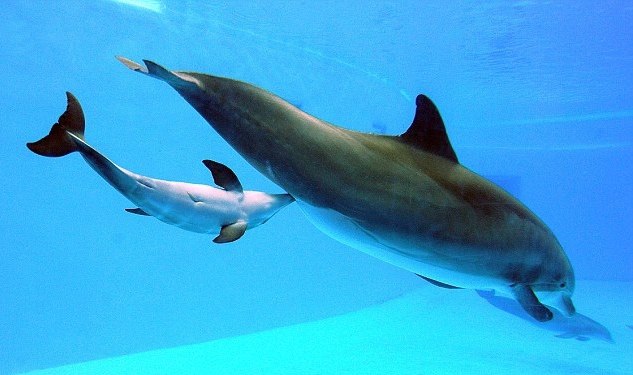 Delfines: el sorprendente método de lactancia bajo el agua