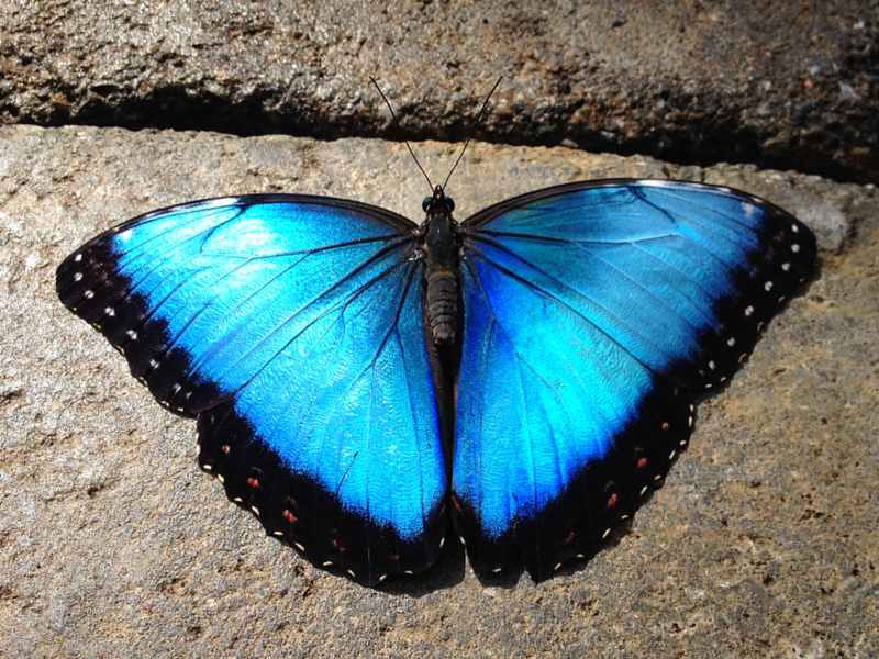 El vuelo congelado: por qué las mariposas necesitan calor para alzar el vuelo