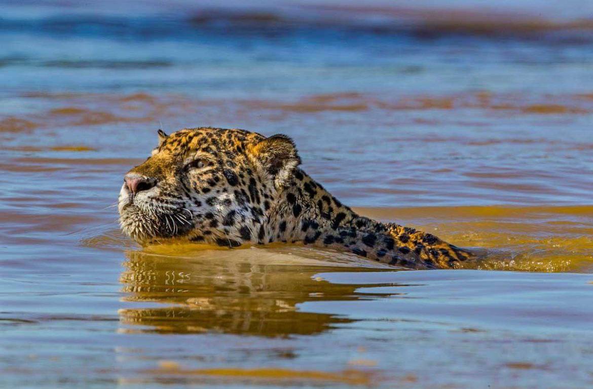 Jaguares: Los majestuosos nadadores de la selva que dominan ríos y lagunas